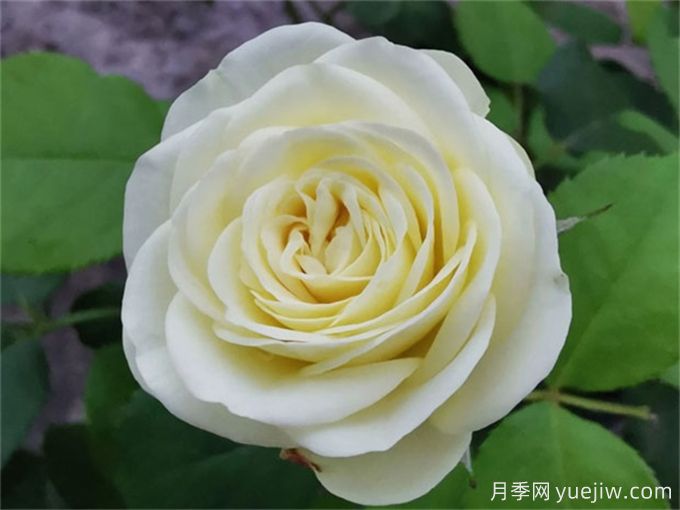 推薦15個(gè)很受歡迎的月季品種，總結(jié)有優(yōu)缺點(diǎn)(圖9)