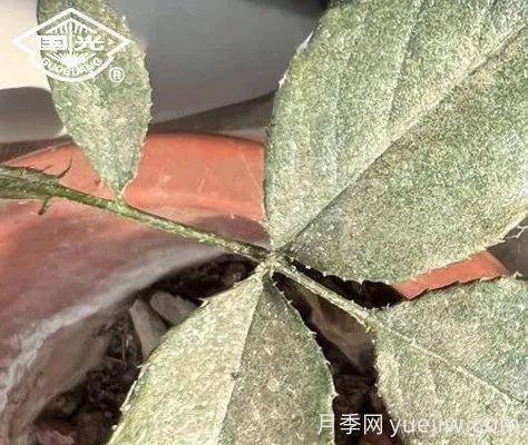 常見月季蟲害防治技術大全，趕快收藏(圖1)