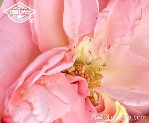 常見月季蟲害防治技術大全，趕快收藏(圖2)