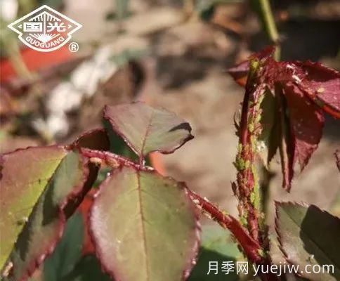 常見月季蟲害防治技術大全，趕快收藏(圖3)
