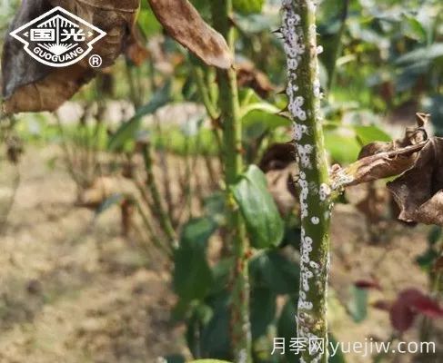 常見月季蟲害防治技術大全，趕快收藏(圖4)