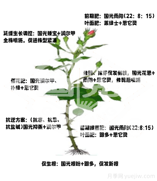 常見月季蟲害防治技術大全，趕快收藏(圖6)