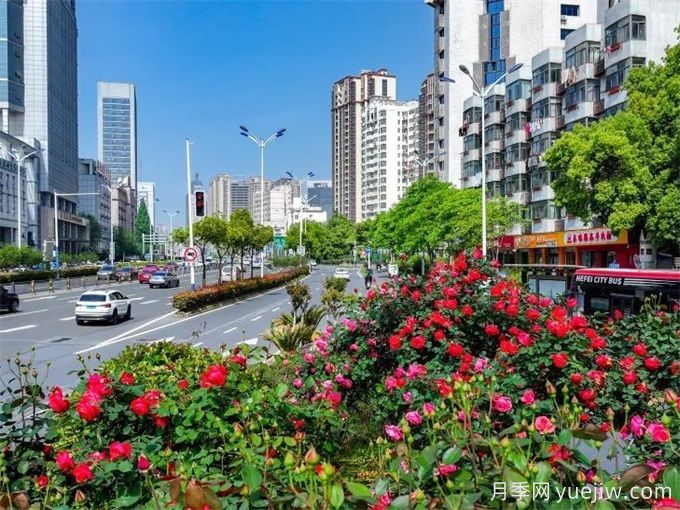 合肥樹狀月季大道，大朵月季扮靚城市風(fēng)景(圖1)
