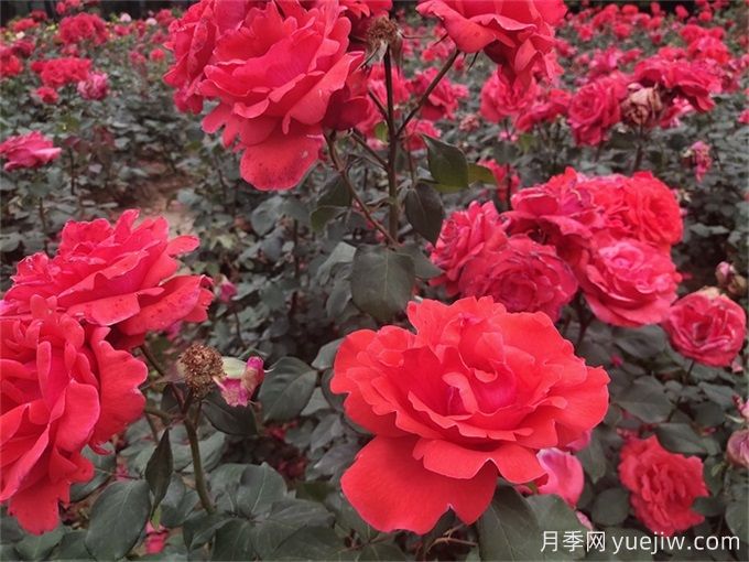 月季花的詳細介紹，月季花對人體有哪些好處呢？(圖1)