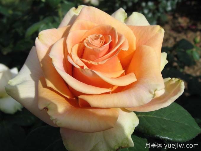 10種以人物命名的月季，每一種都能驚艷到你(圖1)