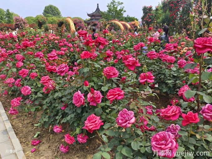 月季開(kāi)花了還要追肥嗎？花蕾期該用什么肥？(圖1)