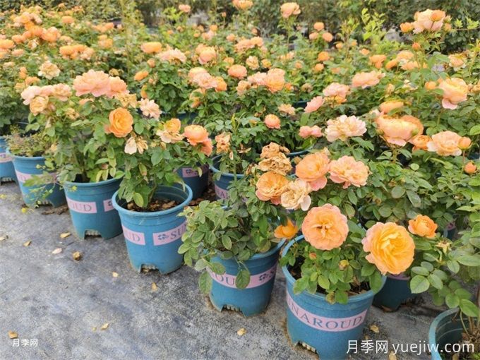 微型月季花（鉆石月季）怎么養(yǎng)？(圖2)