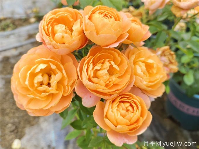哪些月季花開花時間長？這5款月季品種花期超長(圖1)