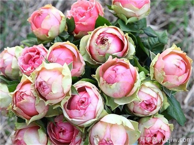 哪些月季花開花時間長？這5款月季品種花期超長(圖4)