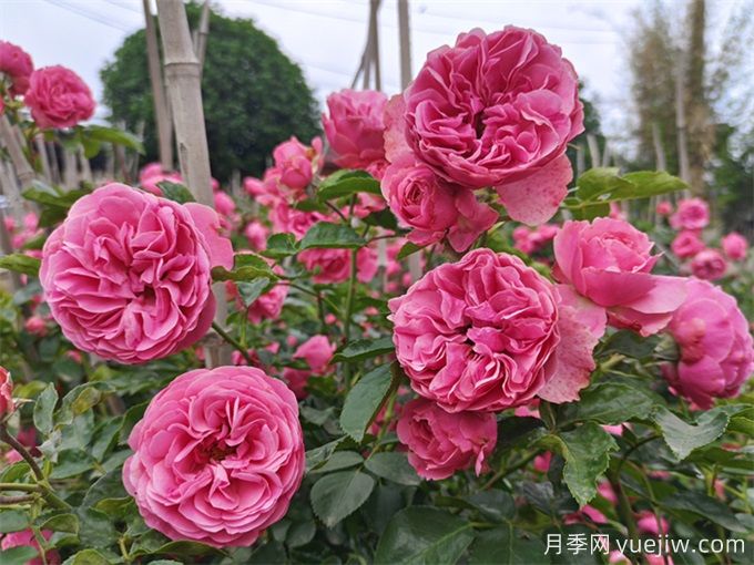 哪些月季花開花時間長？這5款月季品種花期超長(圖5)