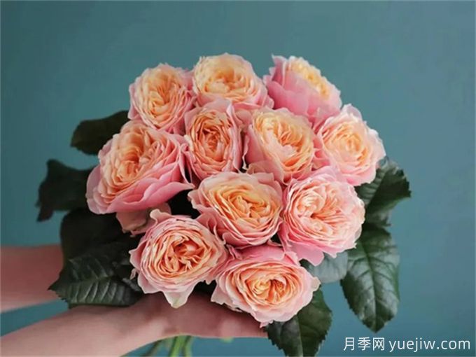 溫柔珊瑚心月季，花色獨(dú)特且勤花(圖1)