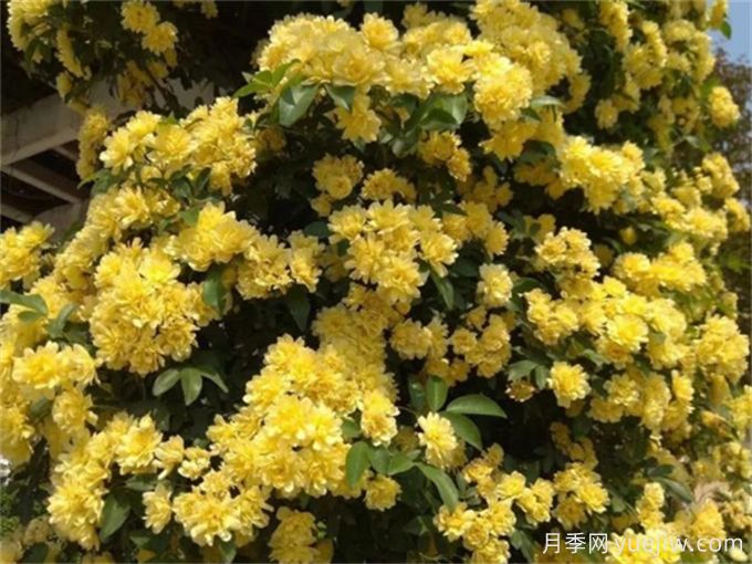 養(yǎng)一棵黃木香，花朵嬌艷，香氣醇厚(圖1)