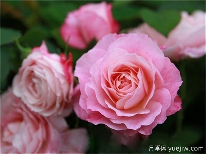 海神王陽臺月季，花型優(yōu)雅花色艷麗(圖1)