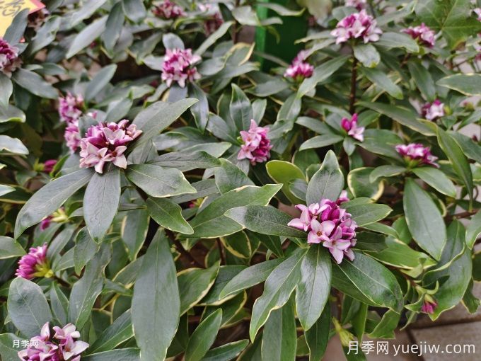 盤點(diǎn)10個(gè)具有濃烈花香的植物，芳香四季(圖2)