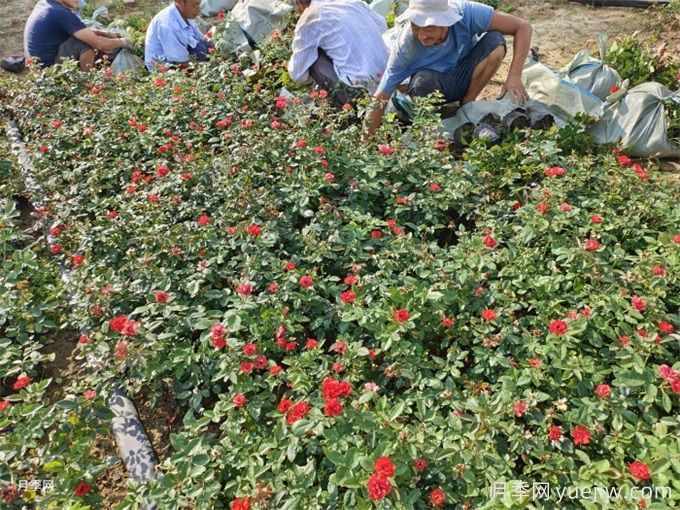 秋分將至，苗木栽植技巧(圖1)