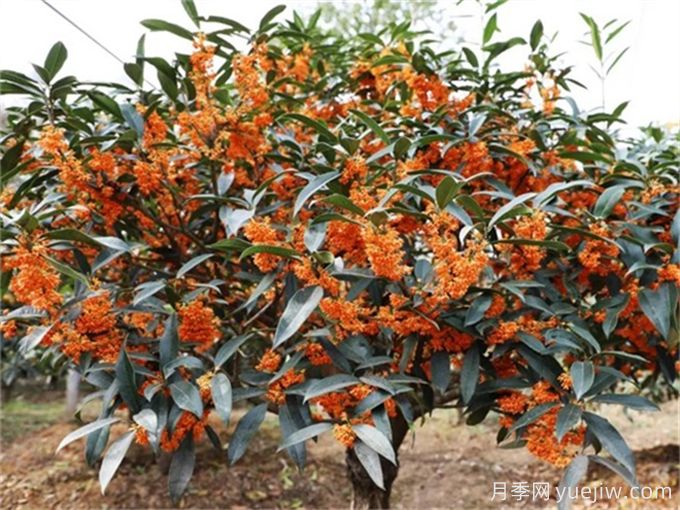 10種中式庭院植物，既美化壞境又極具象征(圖1)