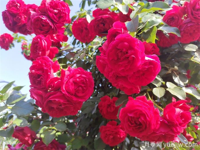 弗洛倫蒂娜月季，濃郁正紅、花量大抗性強(圖1)