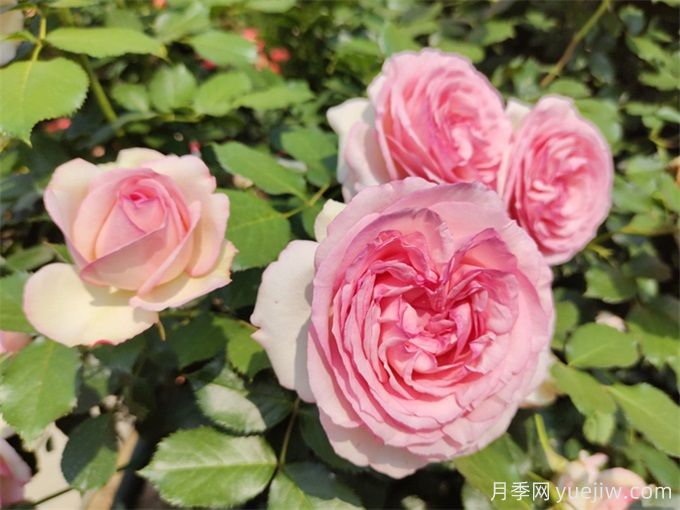 爬藤能力強(qiáng)的四種月季，長(zhǎng)勢(shì)快花量大(圖4)