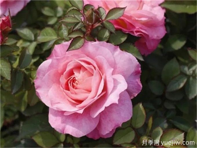 海神王陽臺月季，花量豐富花期長，陽臺黨喜愛(圖1)