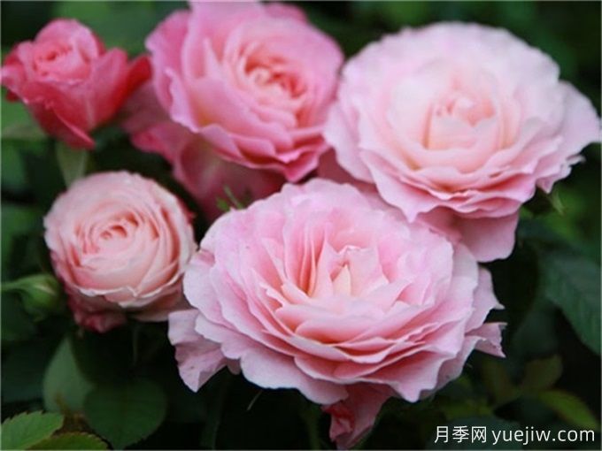 海神王陽臺月季，花量豐富花期長，陽臺黨喜愛(圖2)
