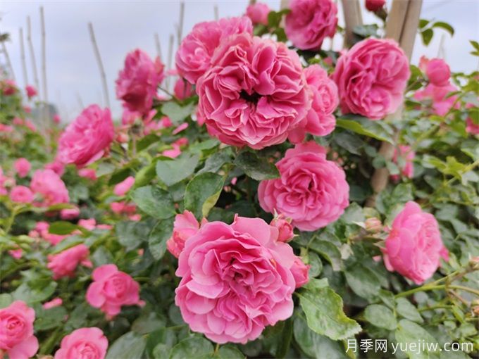 粉色達(dá)芬奇月季，花量大一枝多頭的小型藤本月季(圖1)