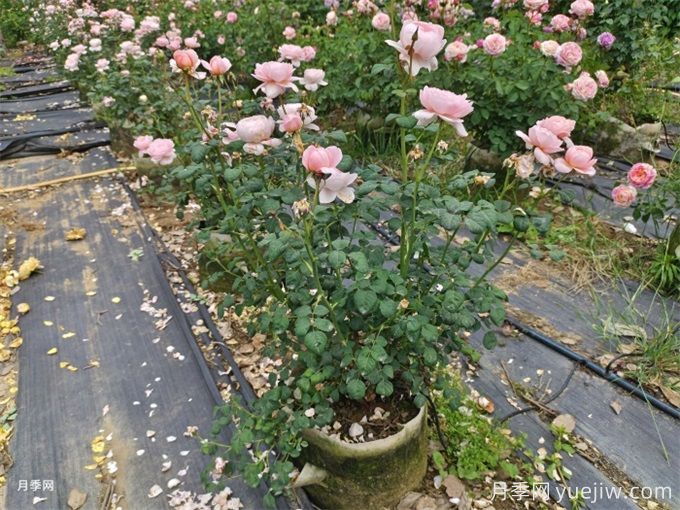 新購的月季苗如何正確移栽？(圖3)