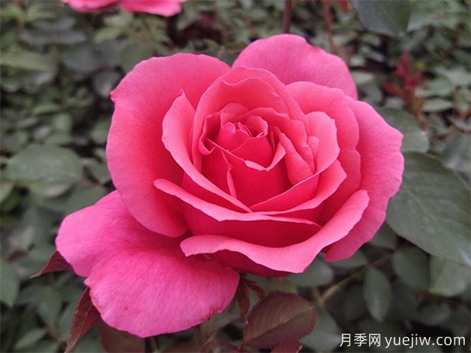 推薦10種大花月季，每一款開花鮮艷，香味清新(圖1)