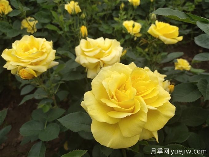 推薦10種大花月季，每一款開花鮮艷，香味清新(圖2)