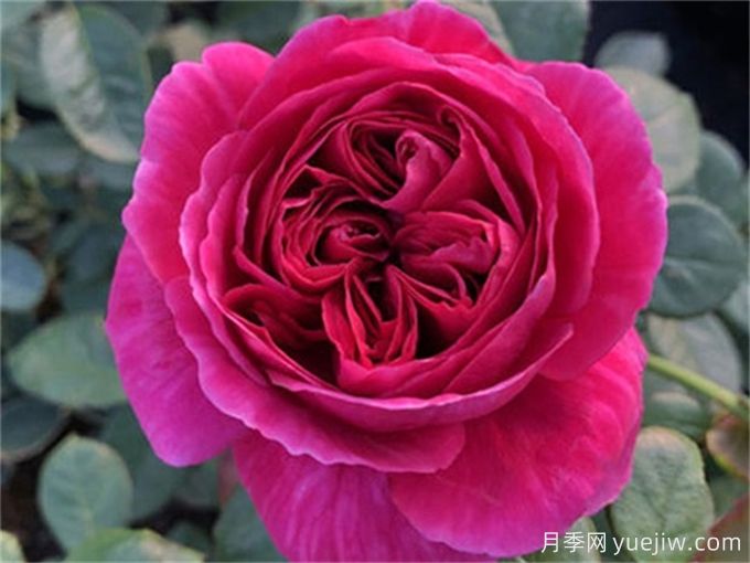 伊芙酒窖月季，花香迷人養(yǎng)護(hù)簡(jiǎn)單(圖1)