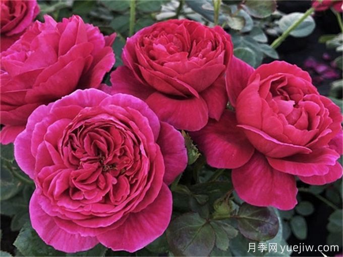 伊芙酒窖月季，花香迷人養(yǎng)護(hù)簡(jiǎn)單(圖2)