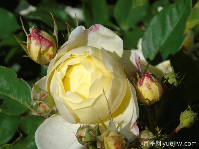 凡妮莎貝爾月季，華南耐濕熱低維護(hù)月季(圖1)
