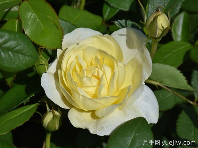 凡妮莎貝爾月季，華南耐濕熱低維護(hù)月季(圖2)