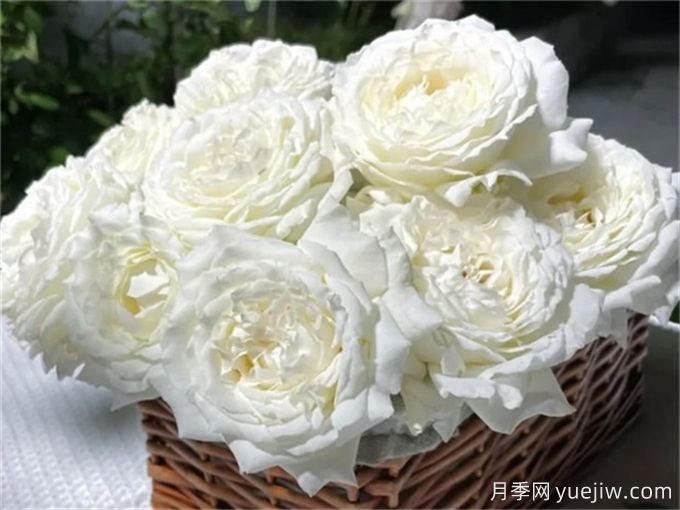 保羅三世月季，近乎完美的白色月季花(圖2)