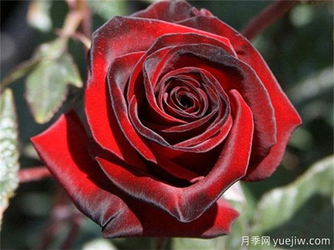 黑魔術(shù)月季，四季開花，耐熱耐寒，花大鮮艷(圖1)