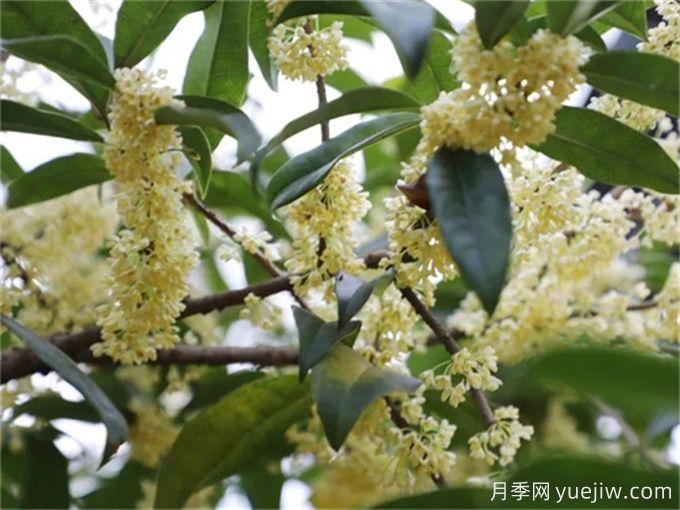 桂花樹常見病蟲害識(shí)別及防治(圖4)