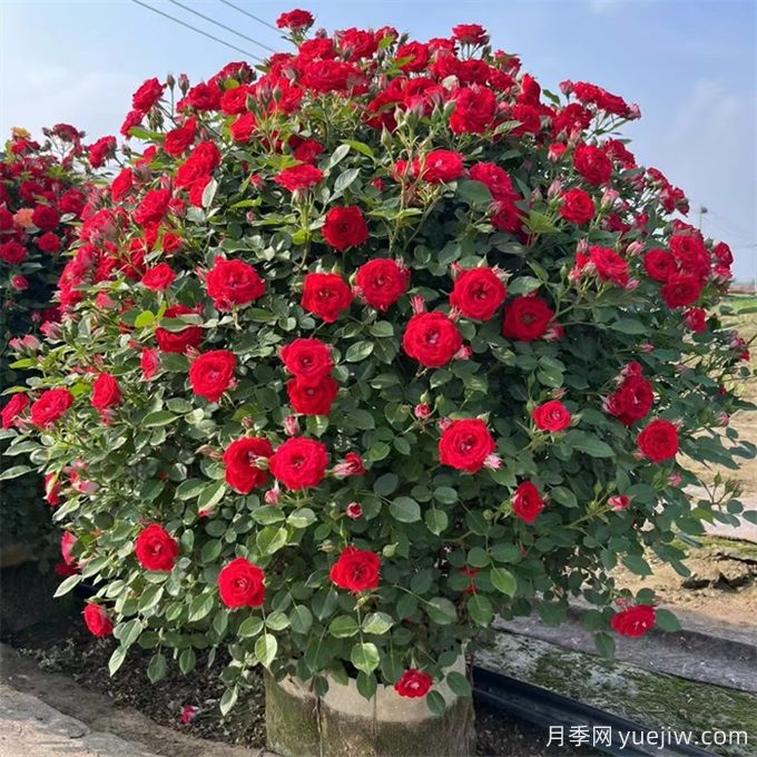 中國月季交易網(wǎng)，月季圖片，了解月季就在月季網(wǎng)(圖2)
