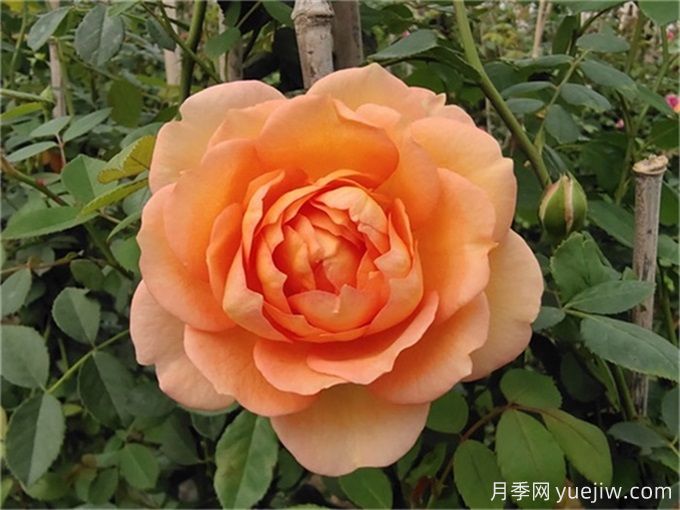 推薦3種爬藤月季，長勢旺盛，打造月季花墻(圖1)