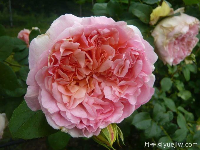 推薦耐寒的十大藤本月季，零下20度不怕(圖10)
