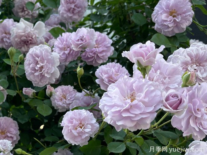藍色陰雨月季，花量大、長勢快、花色清新(圖1)