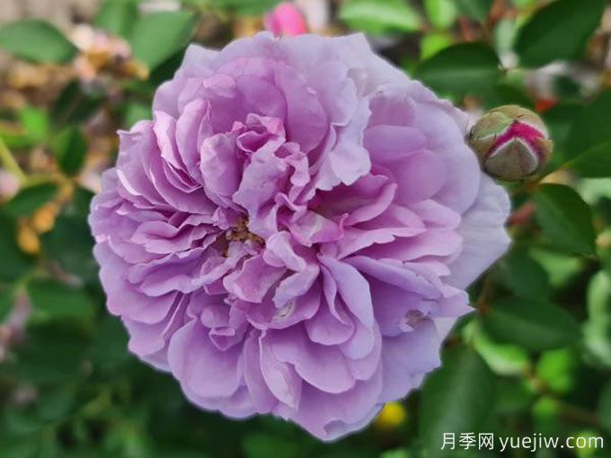 藍色陰雨月季，花量大、長勢快、花色清新(圖2)