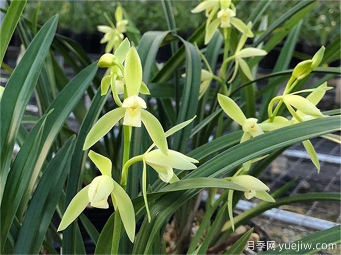 蘭花種植與養(yǎng)護(hù)，入門必看！(圖2)
