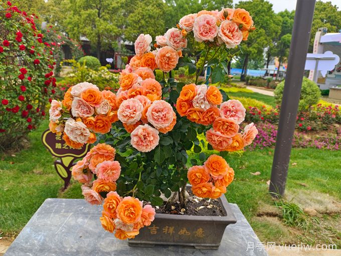 小白成長記，家庭花卉日常養(yǎng)護(hù)全攻略(圖2)