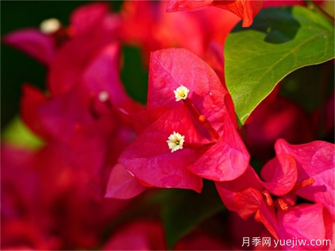 三角梅和杜鵑是同一種植物嗎？(圖1)