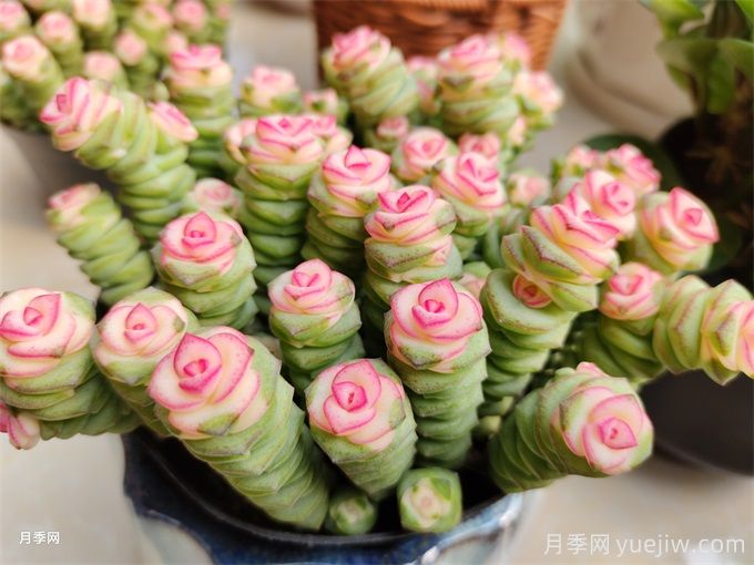 多肉介紹，種植方法和養(yǎng)護要點(圖1)