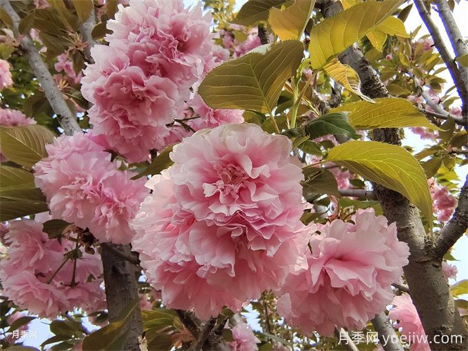 櫻花簡介，櫻花生長周期和品種特點(圖1)