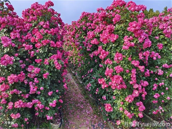 月季：花中皇后，月月花開月月紅(圖2)