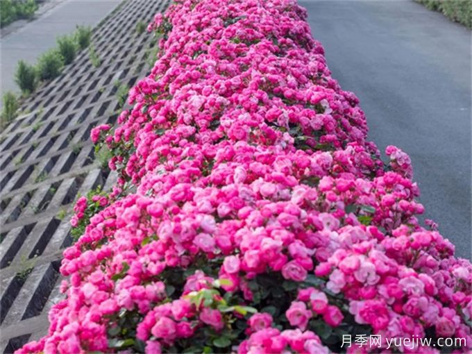 月季：花中皇后，月月花開月月紅(圖3)