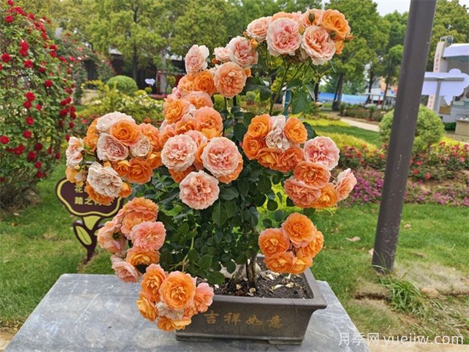 花友經(jīng)驗(yàn)分享，封閉陽臺(tái)如何養(yǎng)花月季花？(圖1)