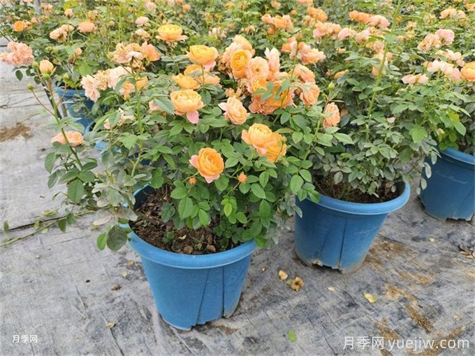 花友經(jīng)驗(yàn)分享，封閉陽臺(tái)如何養(yǎng)花月季花？(圖2)