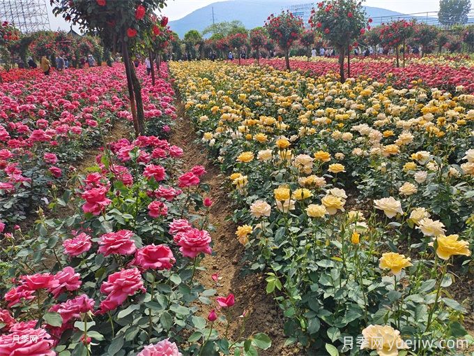不同庭院花境風格對植物配置的要求(圖1)